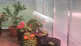 Full Spectrum Toggled gro LED T8/T12 Tube (4 ft.; 2-pack)