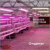 Focused Spectrum Toggled gro LED T8/T12 Tube (4 ft.)
